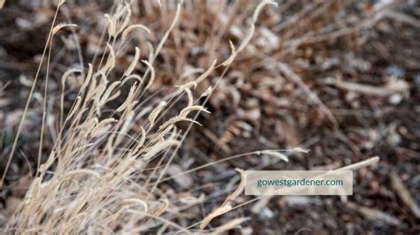 6 Popular Ornamental Grasses To Create A Prettier Winter Garden