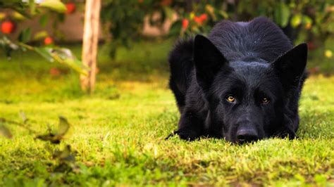 Black German Shepherd Dog Breed Complete Guide A Z Animals