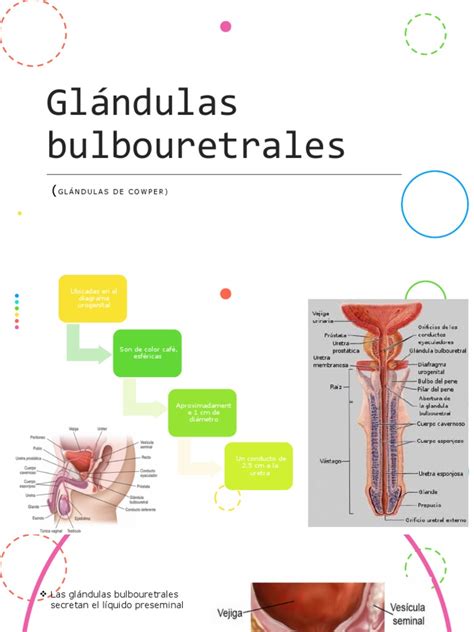 Glándulas De Cowper Pdf