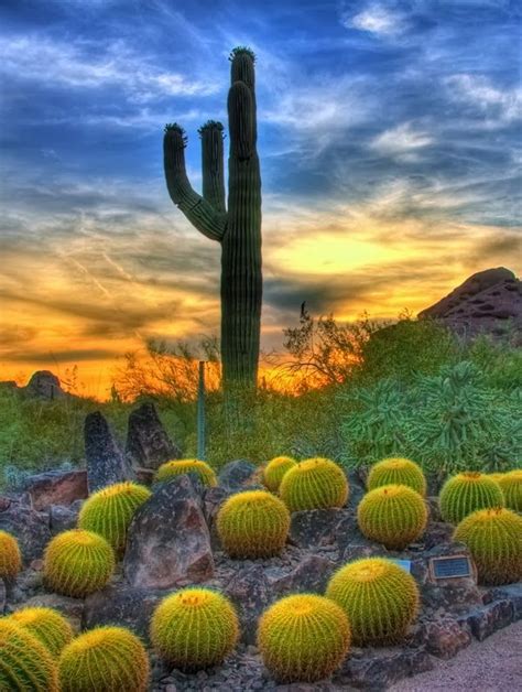 Arizona Desert Sunset Visit Polopixel Com Desert Landscaping