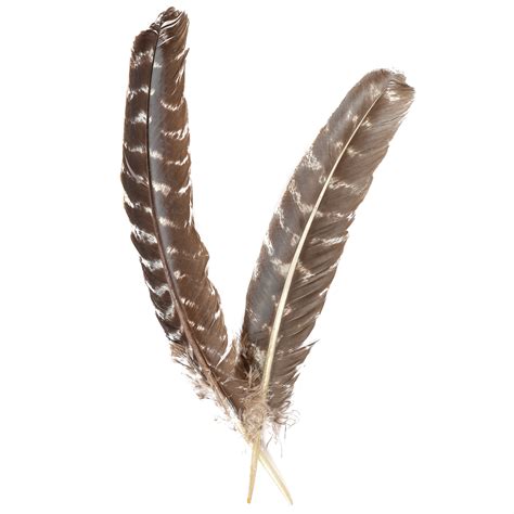 Wild Turkey Feathers Natural Barred Quills 8 12” For Millinery Dream