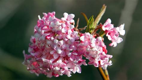 Fragrant Winter Flowers Plant These For A Scented Winter Breeze In