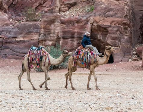 Beduino El Conductor Monta Camellos Y Sostiene Otro Camello En El