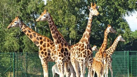 Voor alle updates over beekse bergen, volg @beekse_bergen!. Beekse Bergen | Noord-Brabant - Kindervakantie Nederland