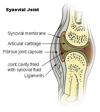 Cartilage ligaments other tissues that connect bones tendons bones. Synovial fluid - Wikipedia