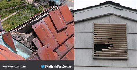 We pride ourselves on offering the safest and most effective pest control solutions in the industry at the best price. Pest Tools (@pestevictor) | Pests, Pest control, Roof rats