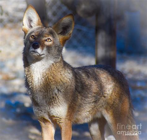 Beautiful Inquisitive Coyote Photograph By Rachelle Celebrity Artist