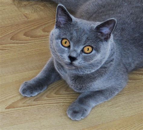 Our Cat Will Be A Blue British Shorthair So Cute And Fluffy And Chubby
