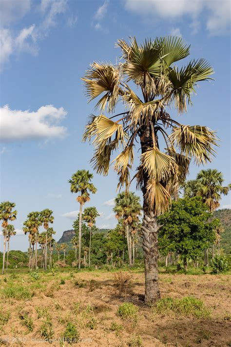 West Africas Borassus Palm The Hauns In Africa
