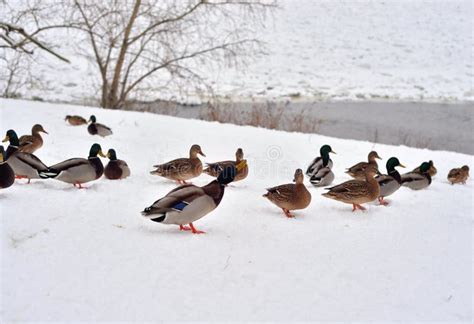 Ducks On Snow Stock Image Image Of Cute Cold Drake 136175767