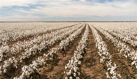 Cotton Boll Bauernhof Feld Texas Plantage Landwirtschaft Cash Crop