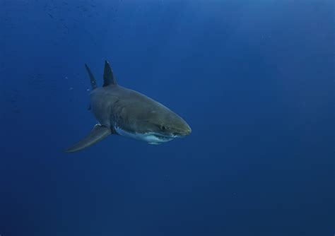 Great White Shark Vs Spotted Gully Shark