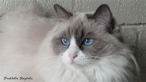 Blue Point Bicolor Ragdoll Female Cat Breeds Cats Kittens