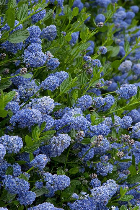 Garden Bushes With Blue Flowers Sschool Age Activities For Daycare