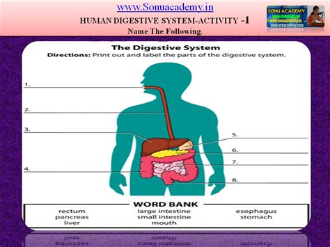 Here is a free digestive system worksheet or quiz and answer key to go along with a free youtube video. SONU ACADEMY: HUMAN DIGESTIVE SYSTEM- ACTIVITY-1