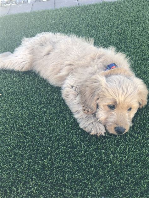 When you're ready to add one or more to your family, fill out an application to. Goldendoodle Puppies For Sale | Gilbert, AZ #320944