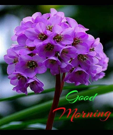 Awesome Good Morning Pic Good Morning Flowers