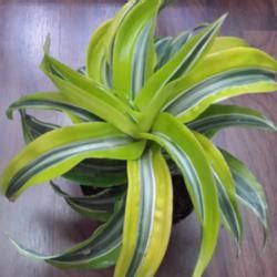 Check spelling or type a new query. Plant Database forum→Confused about Dracaena 'Lemon ...
