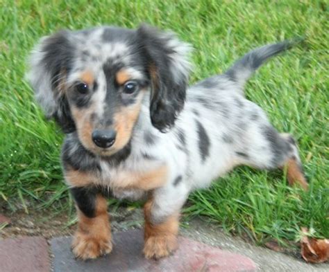 49 Blue Merle Long Haired Dachshund Image Bleumoonproductions