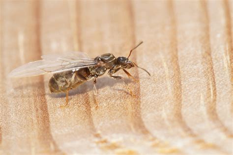 Per tenere lontano le formiche da casa, il primo passo è quello di eliminare le possibili esche che le attirano nella vostra abitazione. Eliminare le formiche volanti in casa è possibile, se sai ...