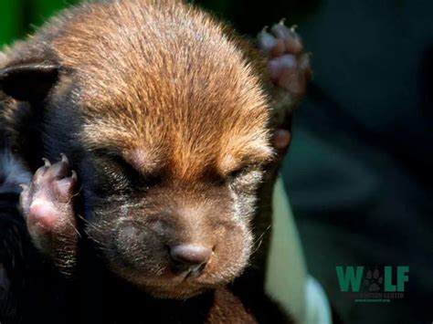 Red Wolf Pup Wolf Dog Sleeping Wolf Wolf Pup