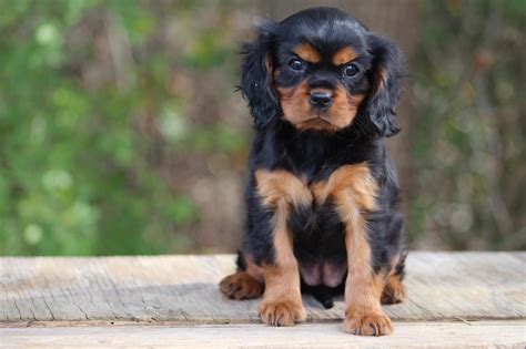 We did not find results for: Welcome to Ruby and Black Cavaliers - Cavalier King ...