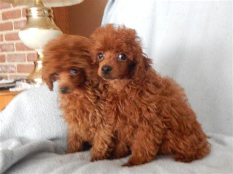 Red standard poodle puppies california. RED POODLE PUPPIES AKC for Sale in Phelan, California ...