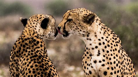 Tender Moments Between Wild Animals Caught On Camera In Botswana Cgtn