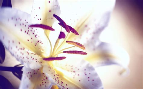 Pink And White Lilies Wallpapers Wallpaper Cave