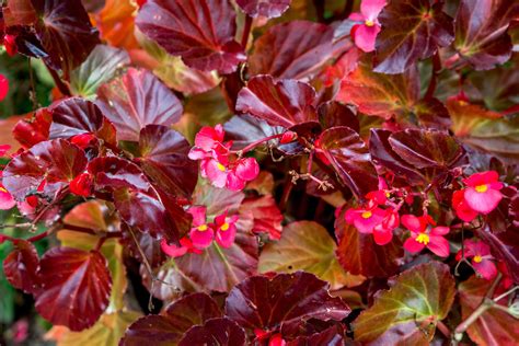 how to grow and care for wax begonias