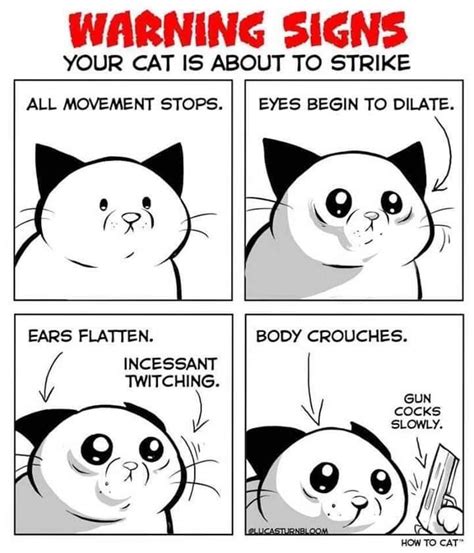 So it's important for you to have a plan in case conflict unfolds, and. Cat Warning Signs