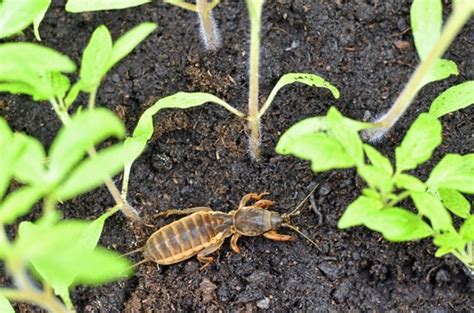 How To Prevent Mole Cricket Damage To Your Lawn Mccall Service