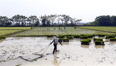 Cara menanam bawang merah organik di malaysia. FOTO: Sektor Pertanian Melesat di Masa Pandemi COVID-19 ...