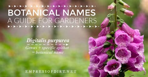 How To Understand Plant Names Botanical Latin 101 Empress Of Dirt