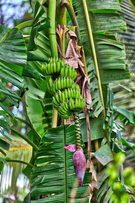 At A Banana Palm Tree Is Hanging A Banana Shrub Stock Photo Image Of