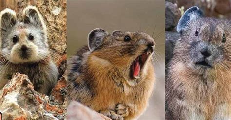 8 Cute Facts About Pikas They Are Actually Rabbits Odd Facts