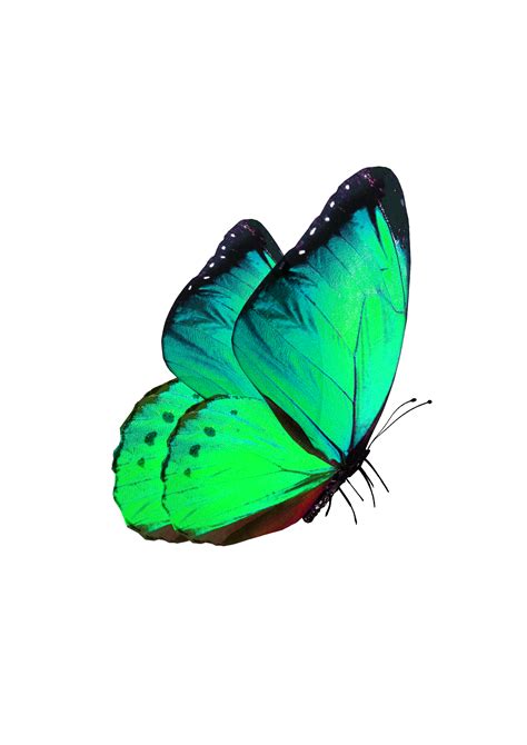 Butterfly Transparency and translucency - Green Butterfly Decorative png image