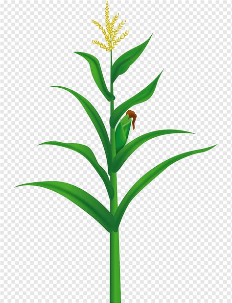 Maize Corn Plant