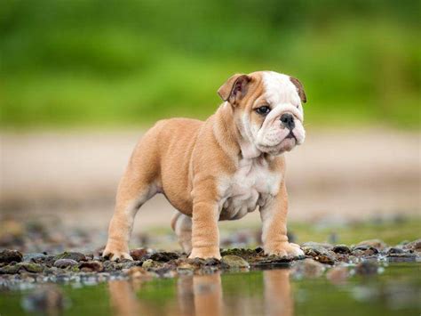 Ist eine bulldogge der richtige hund für mich? Englische Bulldogge: Welpen beim Ausflug ins Grüne