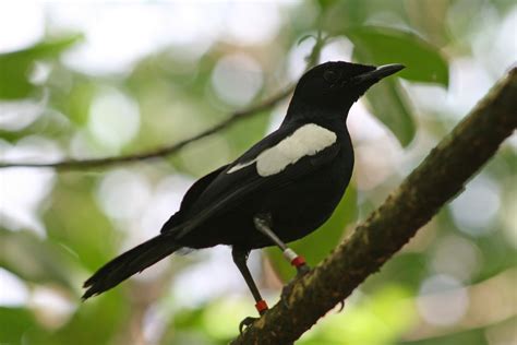 Our list uses only common names because scientific names are probably not what you're looking for (and very difficult to pronounce). Hipster Birders: The Resilient Seychelles Magpie-Robin
