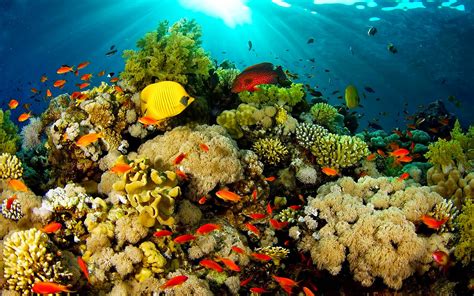 Ocean Fauna Under Water Coral Reefs With Beautiful Coral In Different
