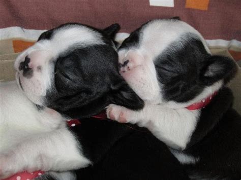 41 Boston Terriers Sleeping In Totally Ridiculous Positions The Paws