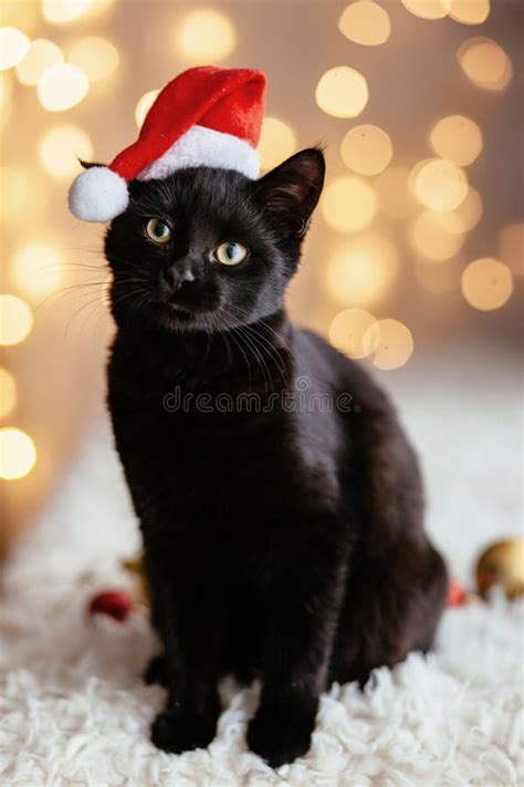 Cat In Santa Hat Stock Photo Image Of Kitten Cute 160183312
