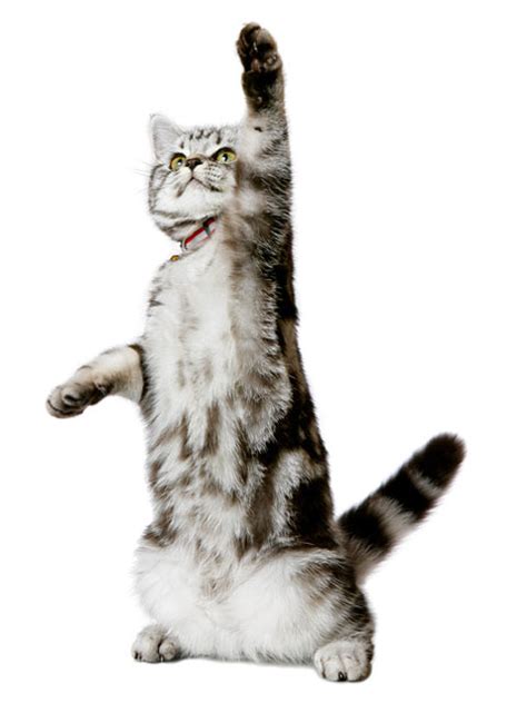Your muscles, joints, and organs can hurt. Sisal Fabric Is the Best Cat Scratching Post Material ...