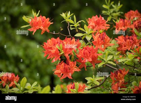 Big Leaf Rhododendron Hi Res Stock Photography And Images Alamy
