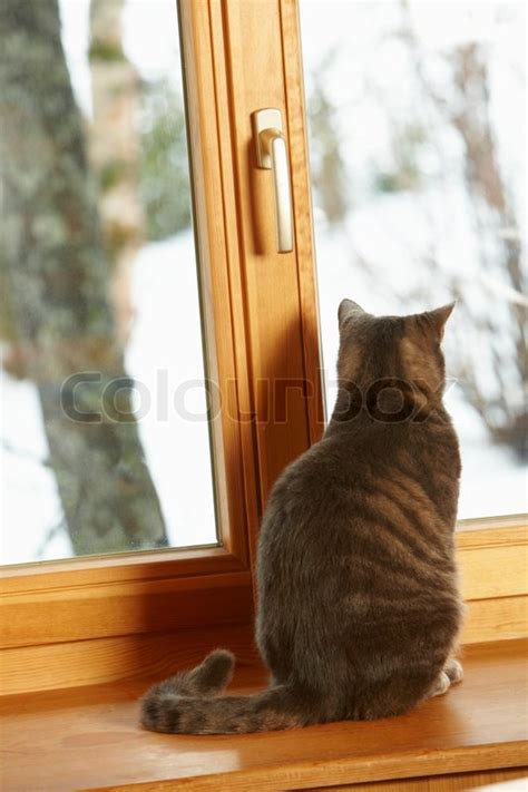 Erstelle deinen bestuhlungsplan individuell für dein event und ermögliche deinen gästen eine sitzplatzreservierung beim ticketkauf. Katze sitzt auf der Fensterbank Aussicht schneebedeckten ...