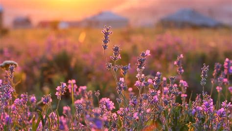 Purple Flower Field Landscape Image Free Stock Photo Public Domain