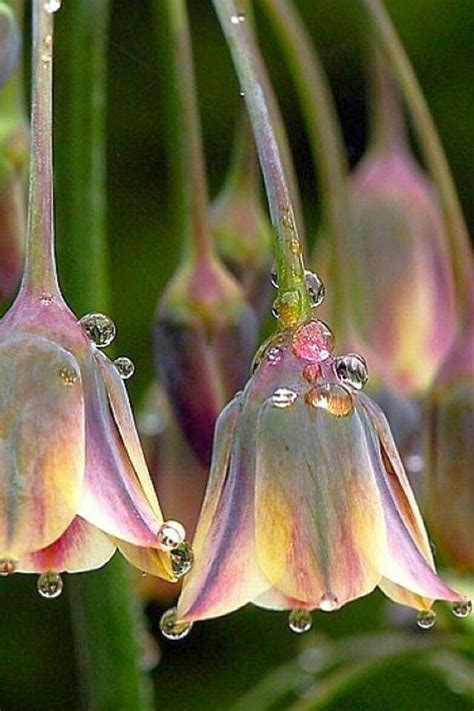 This is both edible to animals and humans. Pin by estelle on photos fleurs | Beautiful flowers ...