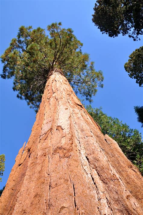Natures Giants Photos Of The Tallest Trees On Earth Live Science