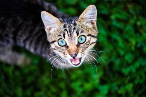 Cat With Amazing Eyes Stock Image Image Of Home Close 156059865